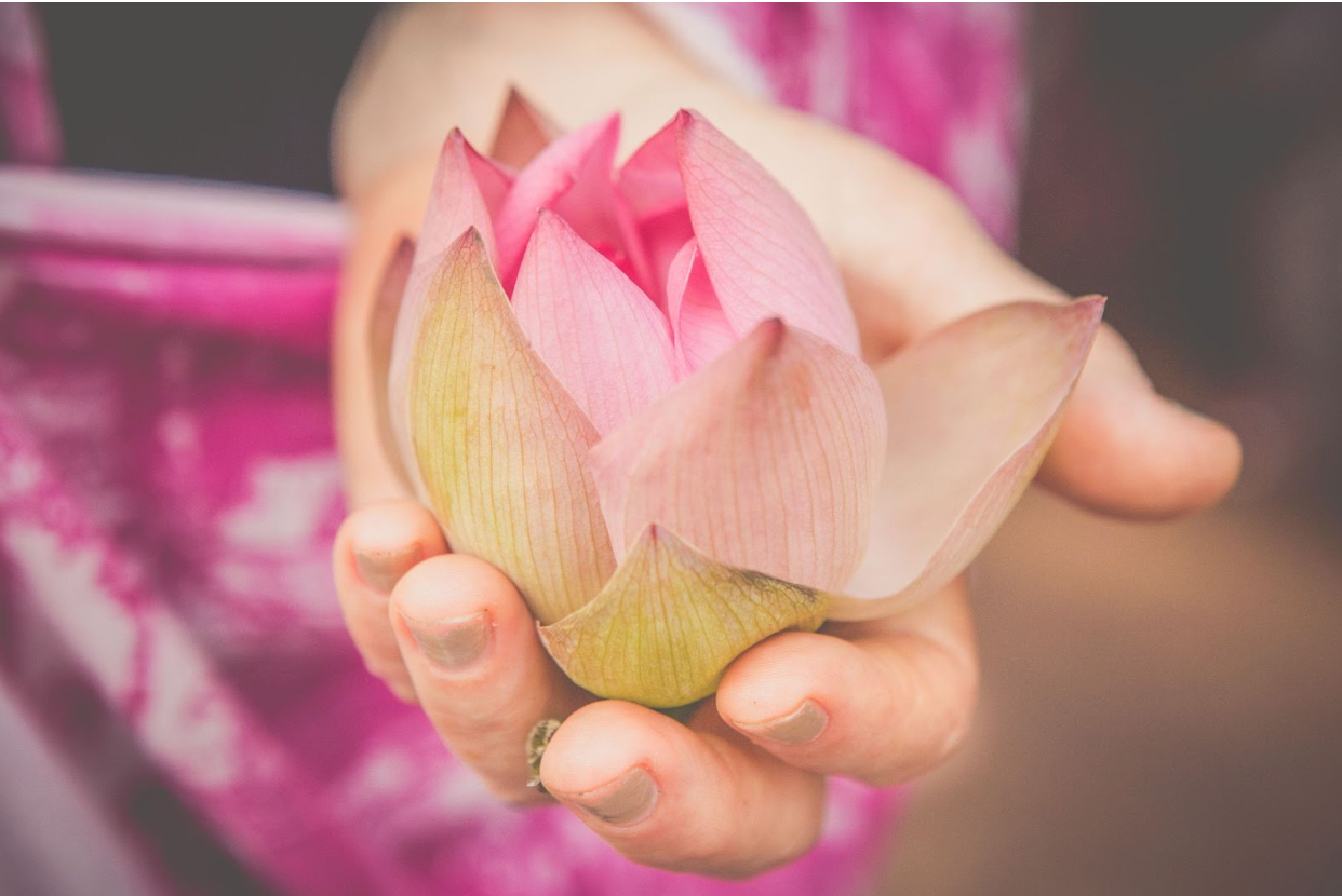 A pink flower