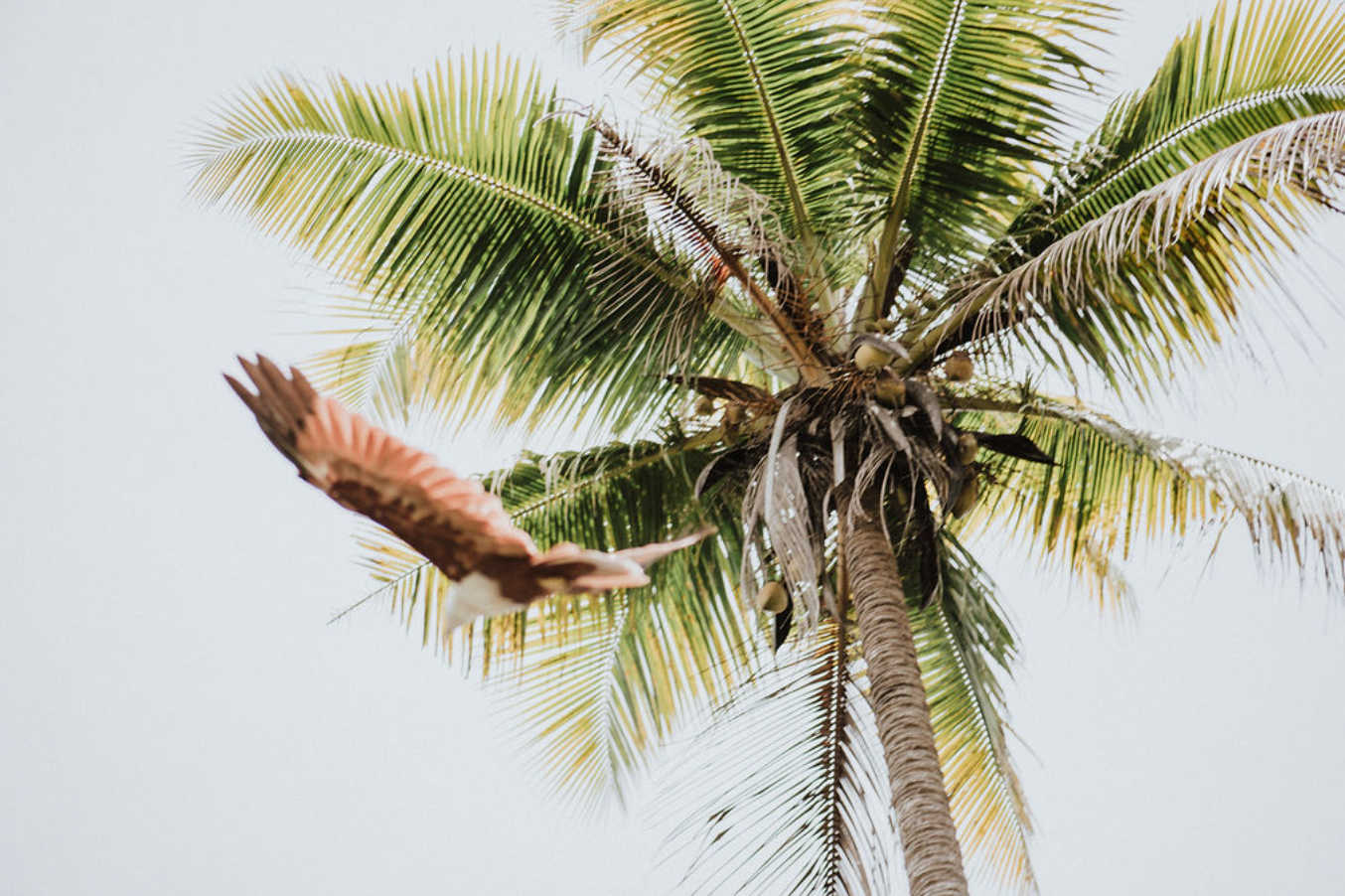 A bird passing by a tree