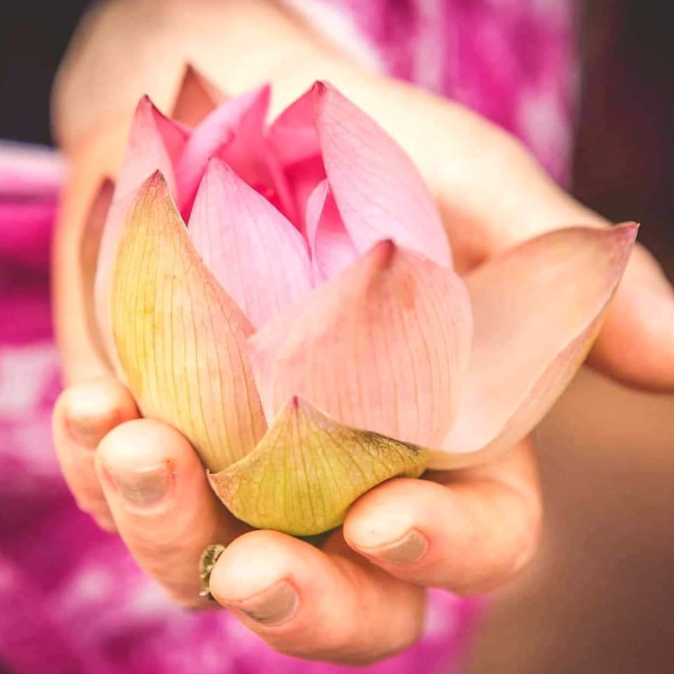 Embracing your Jungle Physician - Harnessing our own pawer to heal